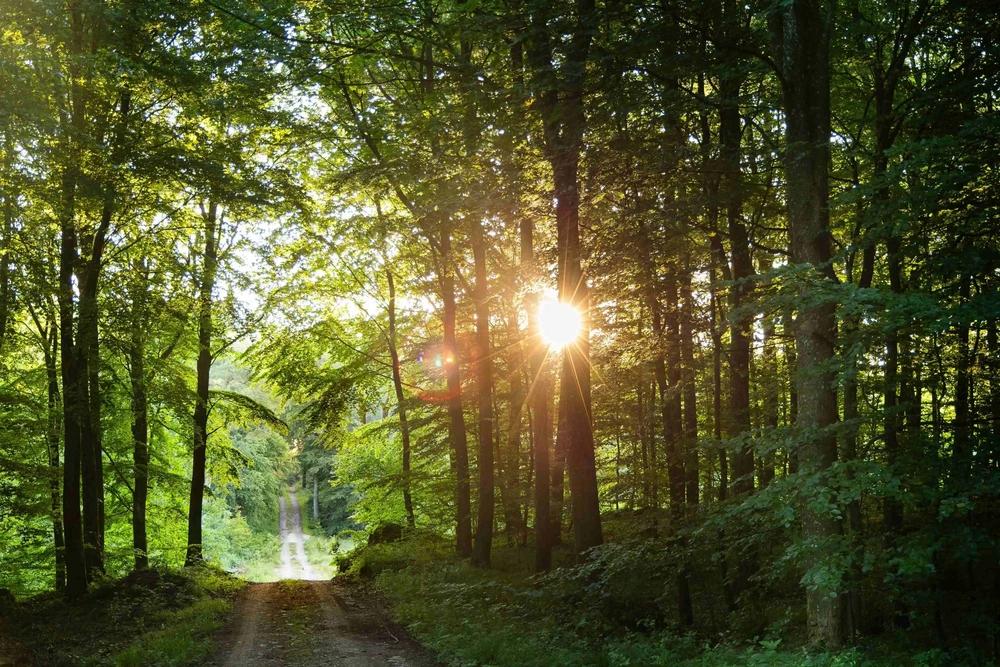 Lerbjerg Skov